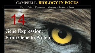 Biology in Focus Chapter 14: Gene Expression-From Gene to Protein