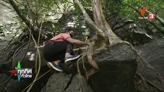 ต้นบอนดำสตูล สร้างรายได้ให้ชุมชน