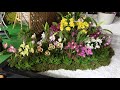 世界らん展2019 japan grand prix international orchid and flower show 2019