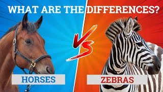 Horses vs. Zebras: What Are the Differences? 🐎🦓