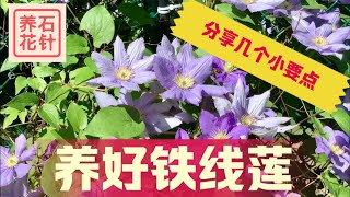 铁线莲养护、开花实例介绍 - 说说日照、浇水、根部保持凉爽 - Clematis 'Diana's Delight'?