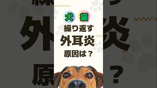 【犬猫】繰り返す外耳炎！原因は？