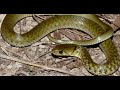 গ্রাম বাংলার 5 টি বিষহীন সাপের প্রজাতি top 5 non venomous snake animal kingdom by lk