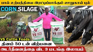 பால் உற்பத்தியை அதிகரிக்கும், உடல் எடையை கூட்டும் ஊறுகாய் புல் | Corn Silage #VSCattleFeed