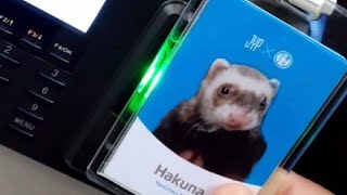 【Hakuna】Hakuna上線營業: 哈庫吶來公司的一天 | 小琛哥de觀察日記 |  R1SE姚琛的寵物貂