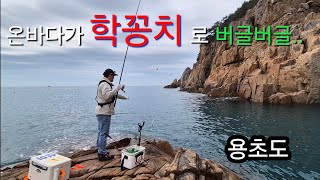 온 바다에 학꽁치가 날아 다닌다