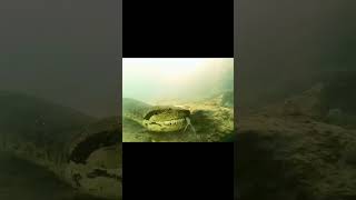 Diver encounter giant anaconda#animals#amazing#shortsfeed #shortsvideo #edit #shortsyoutube #shorts