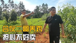 合伙二哥家养鸡，二哥带娄娄看他家广阔山林，他担心销售不出去【海派小娄娄】