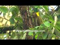 lesser yellow naped woodpecker shows off its lovely flash of yellow behind the head