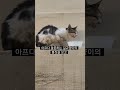 사람은 아픈 동물이 주위에 있으면 도와주어야 한다.지구는 사람만 사는곳이 아니다 shorts