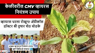 केळी - जैनच्या प्लॉटचा CMV व्हायरस धरला रोखून! ॲग्रीकॉस डॉक्टर श्री तुषार शेठ बोडके | CMV व्हायरस