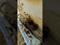 the seasonal work of bees what really happens