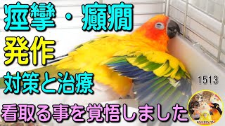 【閲覧注意】老鳥、コガネメキシコインコに多い症状・癲癇、痙攣、発作の症状と治療について+雑談 Sun Conure・Convulsions Seizure Epilepsy #1513