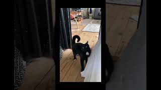 #funny #cat #pet #catcat #catshorts #funnycats #catvideos #foryou #fyp #fypシ゚viral #fypyoutube