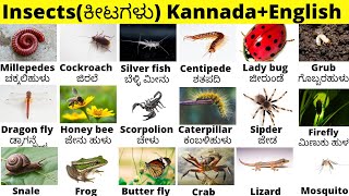 Worms \u0026 Insects | ಹುಳ-ಕೀಟಗಳು | Vocabulary | spoken English kannada |