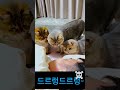 고양이가 잠자는 집사앞에 모인 이유는 웃긴영상 고양이 유머 재미있는영상 funny animals cute 집사 고양이