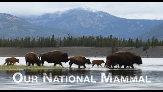 Our National Mammal - A Yellowstone Buffalo Documentary