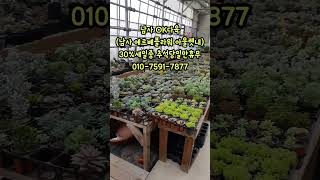 #OK다육 #30%세일중 #에르베플라워아울렛 #남사다육이 #succulent #多肉植物