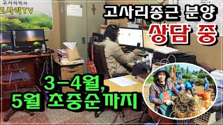 고사리 종근 분양 상담 중 / 3-4월, 5월 초중순까지분양 / 고사리종근 심는 시기