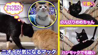 ＜2匹の猫通信＞「ほっこりライブ」ハンモックめめちゃんが激カワ！ニオイが気になりウロウロするマック！2020 06 16- Cat Live Stream in Japan - Cat Life TV