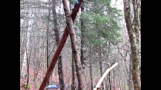 Results from a mobbing recording of an Eastern Screech Owl with Chickadees