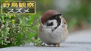 【スローモーションで野鳥観察】スズメ【特別な事は何も起こらない動画】