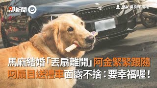 屏東狗媽結婚「丟扇離開」黃金獵犬緊跟 叼扇目送禮車面露不捨｜寵物｜阿金｜Golden Retriever