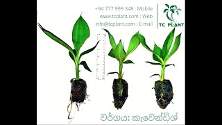 Cavendish Banana Plants for Sale - TC PLANT