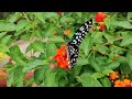 beautiful butterfly 💥 অসাধারন প্রজাপতির খেলা ২