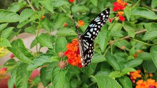 Beautiful Butterfly 💥 অসাধারন প্রজাপতির খেলা-২