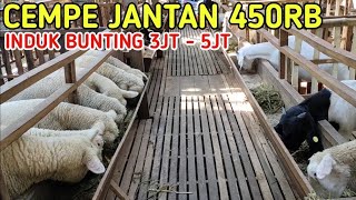 HARGA KAMBING 450RB RIBU INDUK BUNTING 3JT SAMPAI 5JT