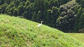 宍粟市一宮町【一つ山古墳】に降り立つ鶴🪿