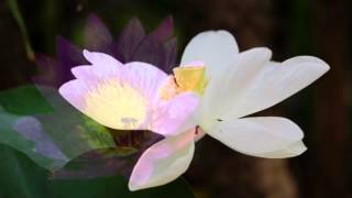 Satsang - Meditation with Kip - Total Surrender - Advaita Vedanta - Nonduality - Zen