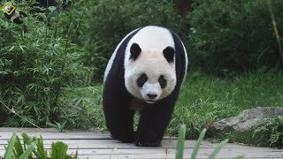 20191013 圓仔尋找棲架上的窩窩頭 The Giant Panda Yuan Zai