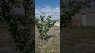 apricot pruning, kaysı budama