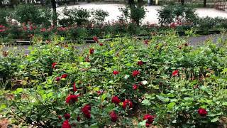 2021/05【薔薇園】大井戸公園