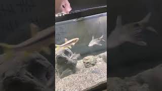 渓流水槽　カワムツ　オイカワ　餌やりMountain stream aquarium      Feeding river fish