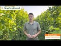 Trial with Plant sap analyses in Grapes 2024, Vlog #25