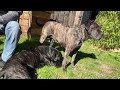 cane corso dog breast feeding the biggest puppy in the world.