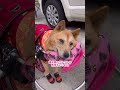 【穏やかで優しくて食いしん坊なルーさんが好きでたまらない♡】 車椅子犬 寝たきり犬 老犬介護 老犬の可愛さ 虹組4年生 shorts 保護犬 雑種犬