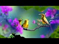 Beautiful birds and flowers together! (HD1080p)