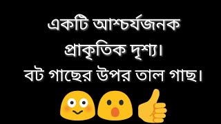 একটি আশ্চর্যজনক প্রাকৃতিক দৃশ্য। বট গাছের উপর তাল গাছ।। Dharmo Mahan shocking nurture shocking tree