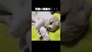 カメラの存在に気付いた猫が...#shorts