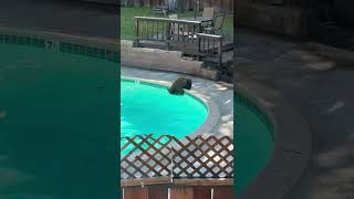 A Bear Takes a Dip in the Pool || ViralHog