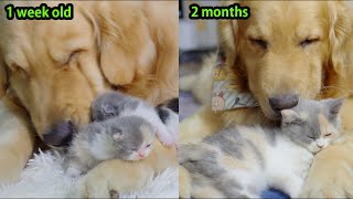 What Happens When Kitten Is Raised by Golden Retriever from Just One Week Old?