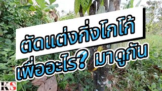 ตัดแต่งกิ่งโกโก้เพื่ออะไร?#มาดูกัน #เกษตรอินทรีย์ #โกโก้