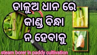 ରଵି ରେ କାଣ୍ଡ ବିନ୍ଧା ନ ହେବାକୁ// ଡାଳୁଅ ଧାନ ରେ କାଣ୍ଡ ବିନ୍ଧା ଔଷଧ// steam borer in summer paddy farming