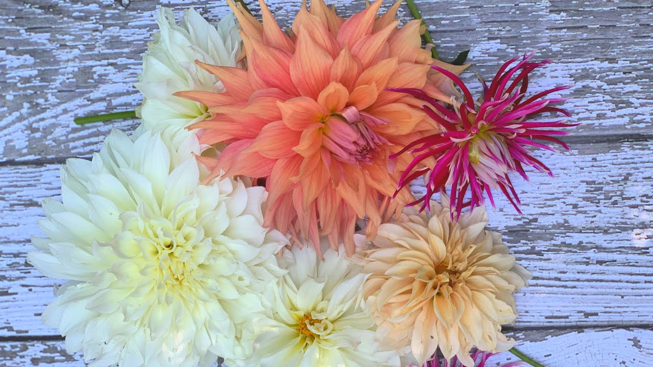 Grow Dahlias In Pots Youtube