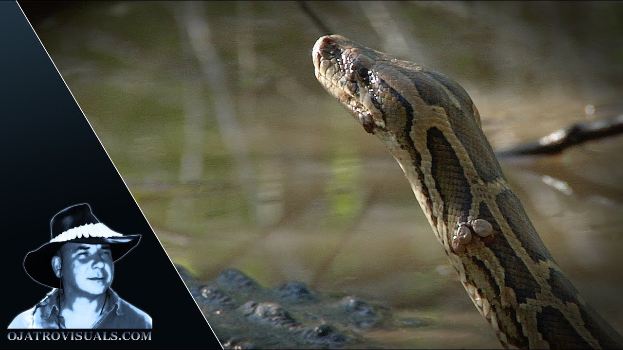 Alligator Eats Python 02 Footage Youtube