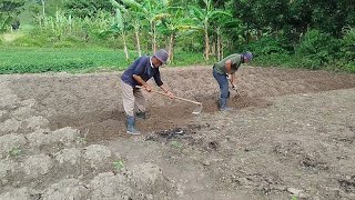 assim é a nossa rotina na roça . muito trabalho mais vale cada esforço